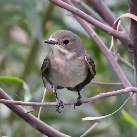 La Estrellas * タラハレホ
