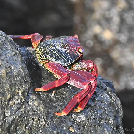 Feriehus La Estrellas *