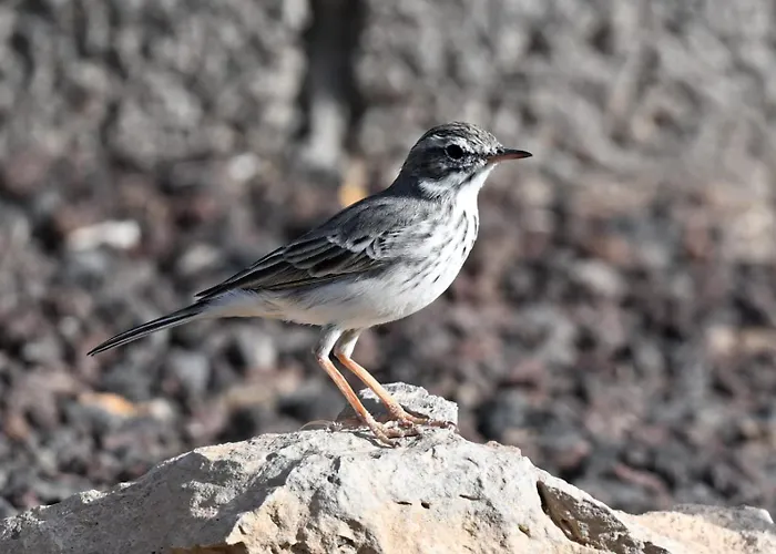 別荘 La Estrellas *