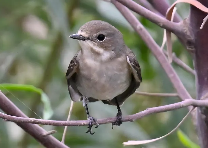 La Estrellas * Tarajalejo
