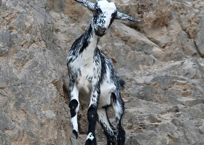 La Estrellas * タラハレホ