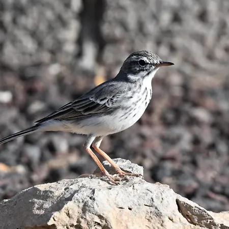 Casa de Férias La Estrellas *