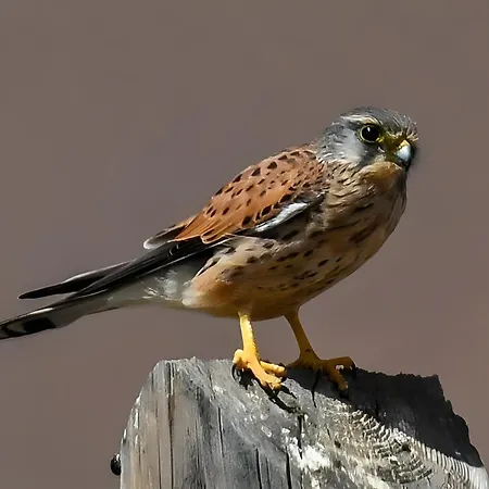 Casa de Férias La Estrellas Tarajalejo