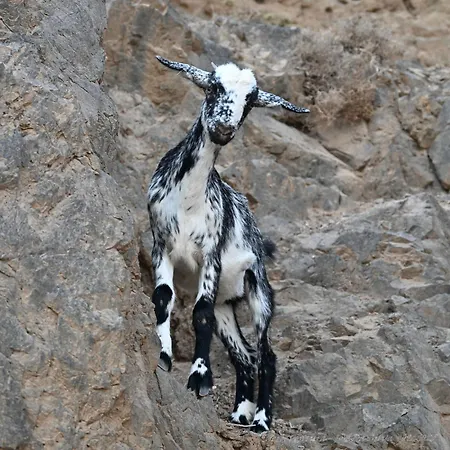 La Estrellas * Tarajalejo