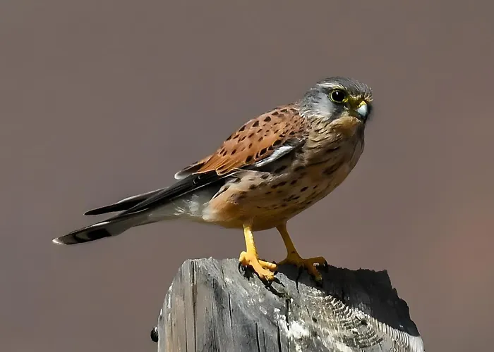 Σπίτι διακοπών La Estrellas Tarajalejo